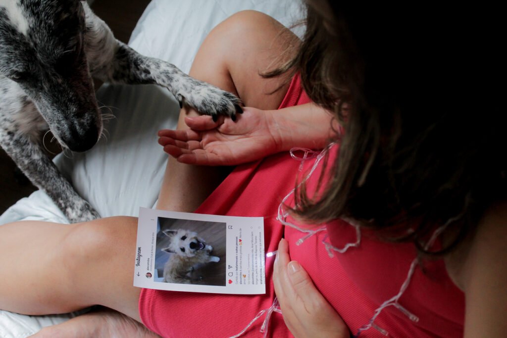 Ensaio fotográfico pet gestante com cachorro segurando a foto de outro cachorro